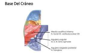 Base Del Cráneo
Meato auditivo interno
N. facial VII, vestibulococlear VIII
Agujero yugular
IX, X, XI. Seno sigmoide
Agujero rasgado posterior
N. hipogloso
 