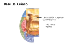 Base Del Cráneo
Silla Turca
Hipófisis
Decusación n. óptico
Quiasma óptico
 