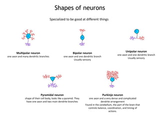 Neuroscience | PDF