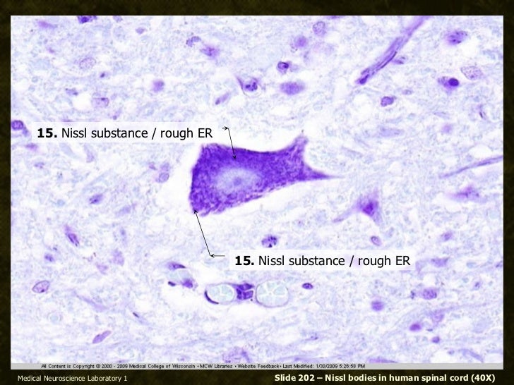 Nissl Bodies Histology