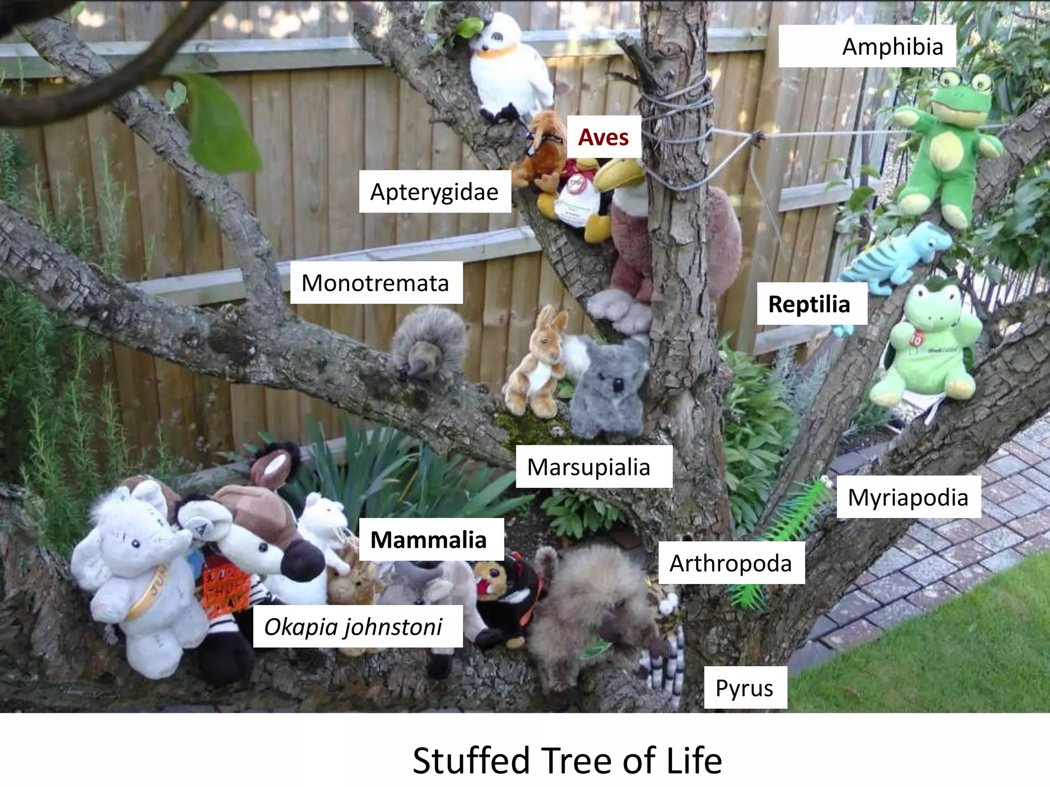 Aves
Apterygidae
Marsupialia
Monotremata
Mammalia
Reptilia
Amphibia
Arthropoda
Myriapodia
Okapia johnstoni
Pyrus
Stuffed Tree of Life
 