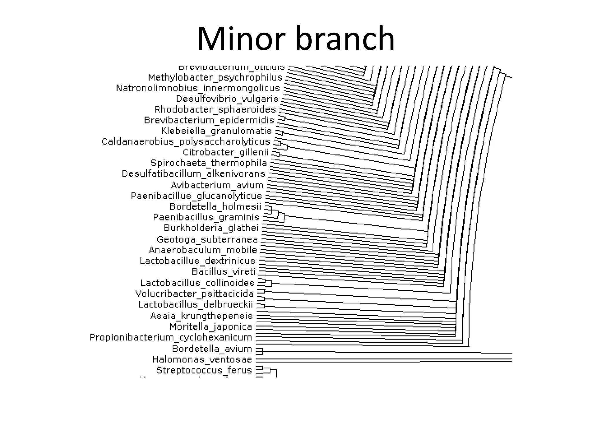 Minor branch
 