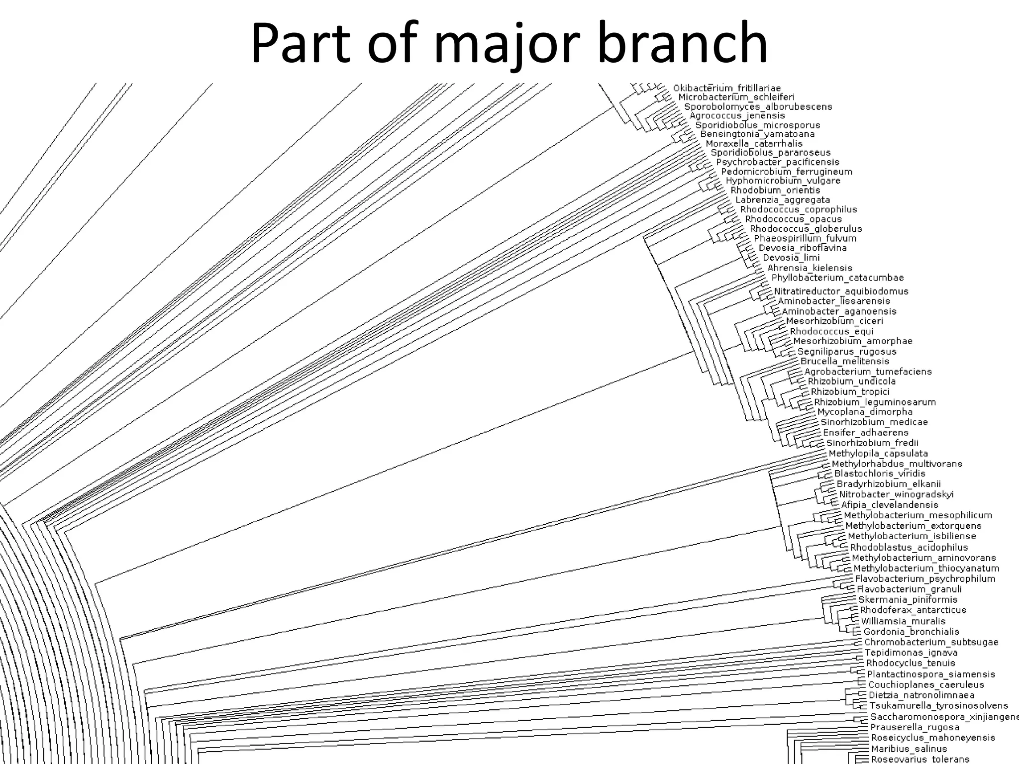 Part of major branch
 