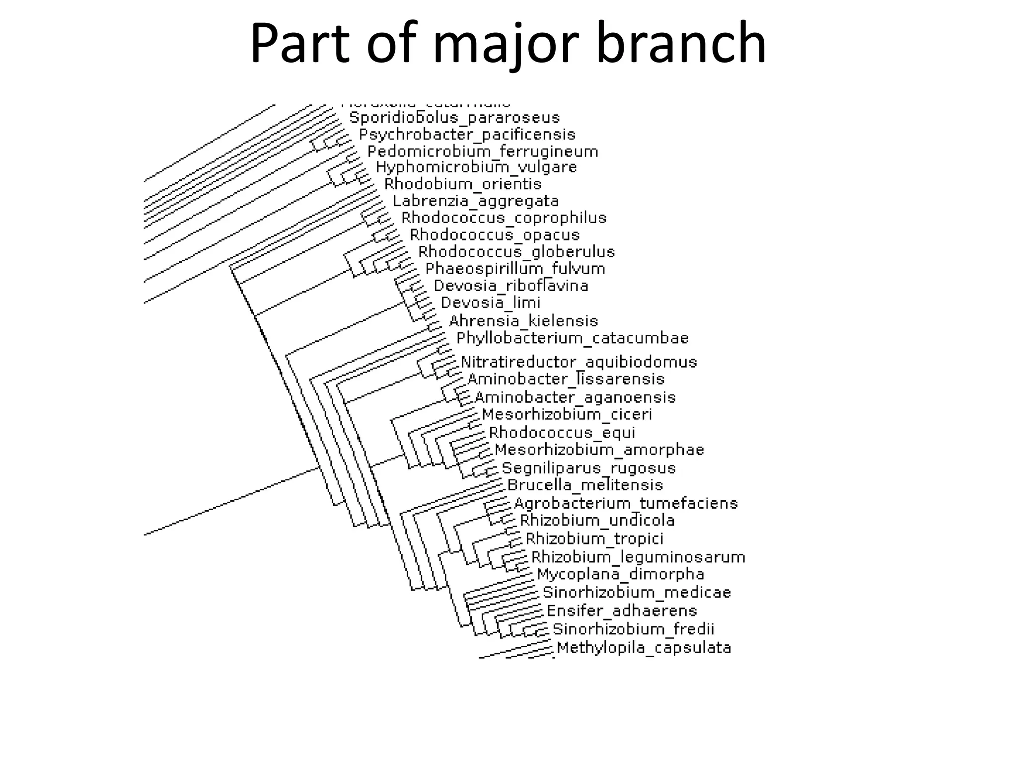 Part of major branch
 