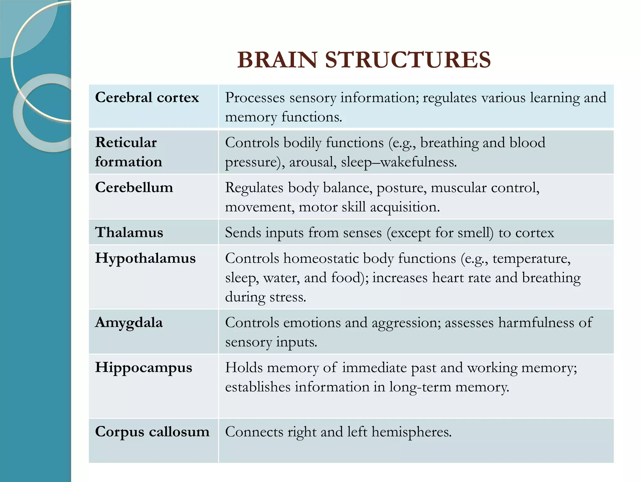 BRAIN STRUCTURES
Cerebral cortex Processes sensory information; regulates various learning and
memory functions.
Reticular
formation
Controls bodily functions (e.g., breathing and blood
pressure), arousal, sleep–wakefulness.
Cerebellum Regulates body balance, posture, muscular control,
movement, motor skill acquisition.
Thalamus Sends inputs from senses (except for smell) to cortex
Hypothalamus Controls homeostatic body functions (e.g., temperature,
sleep, water, and food); increases heart rate and breathing
during stress.
Amygdala Controls emotions and aggression; assesses harmfulness of
sensory inputs.
Hippocampus Holds memory of immediate past and working memory;
establishes information in long-term memory.
Corpus callosum Connects right and left hemispheres.
 