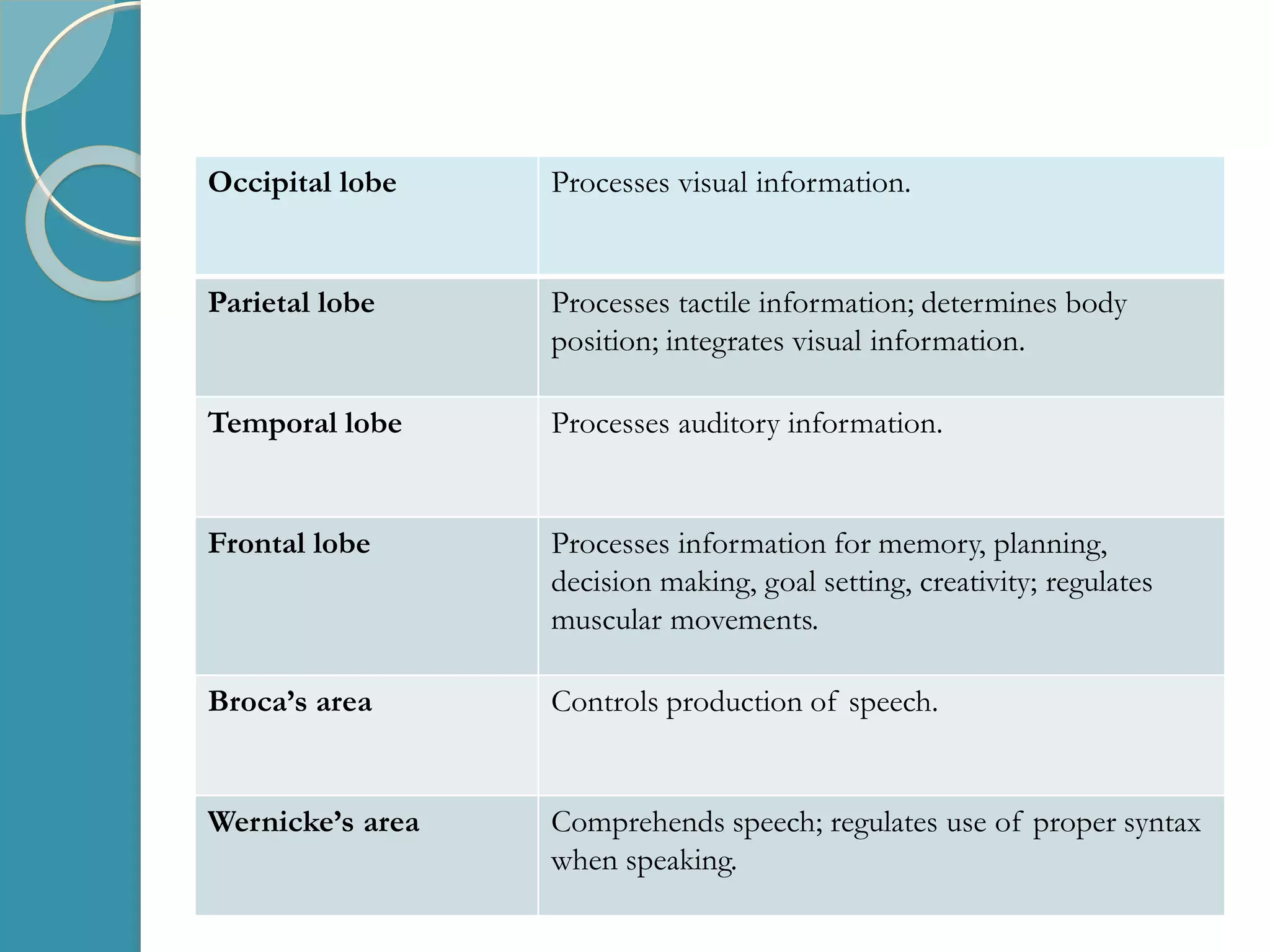 Occipital lobe Processes visual information.
Parietal lobe Processes tactile information; determines body
position; integrates visual information.
Temporal lobe Processes auditory information.
Frontal lobe Processes information for memory, planning,
decision making, goal setting, creativity; regulates
muscular movements.
Broca’s area Controls production of speech.
Wernicke’s area Comprehends speech; regulates use of proper syntax
when speaking.
 