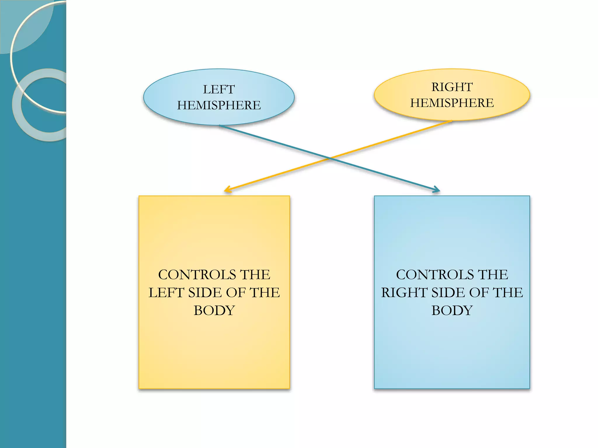 LEFT
HEMISPHERE
RIGHT
HEMISPHERE
CONTROLS THE
RIGHT SIDE OF THE
BODY
CONTROLS THE
LEFT SIDE OF THE
BODY
 