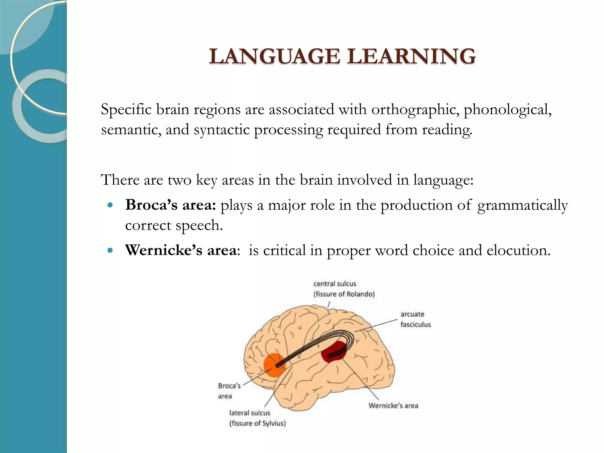 LANGUAGE LEARNING
Specific brain regions are associated with orthographic, phonological,
semantic, and syntactic processing required from reading.
There are two key areas in the brain involved in language:
 Broca’s area: plays a major role in the production of grammatically
correct speech.
 Wernicke’s area: is critical in proper word choice and elocution.
 