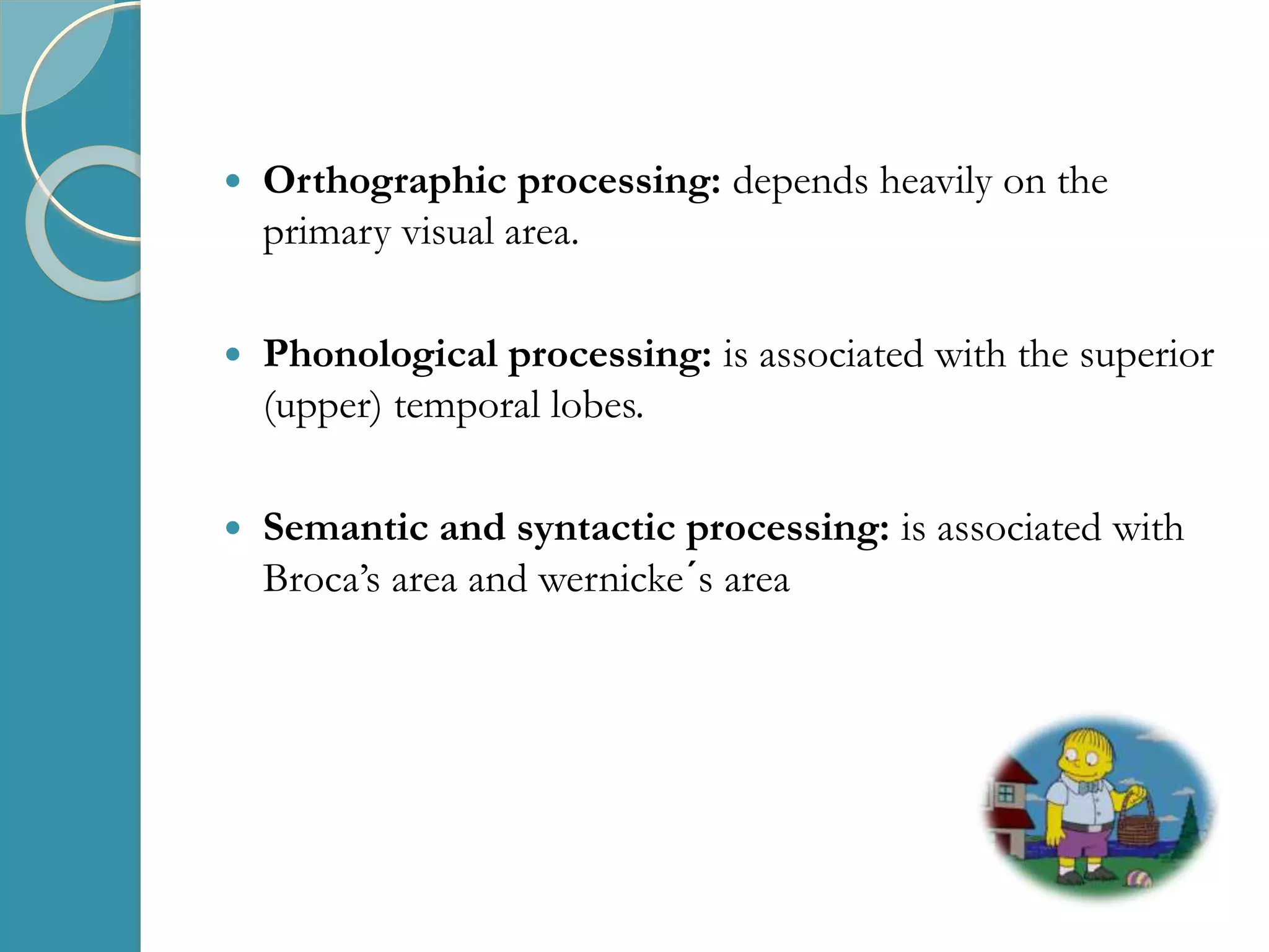  Orthographic processing: depends heavily on the
primary visual area.
 Phonological processing: is associated with the superior
(upper) temporal lobes.
 Semantic and syntactic processing: is associated with
Broca’s area and wernicke´s area
 