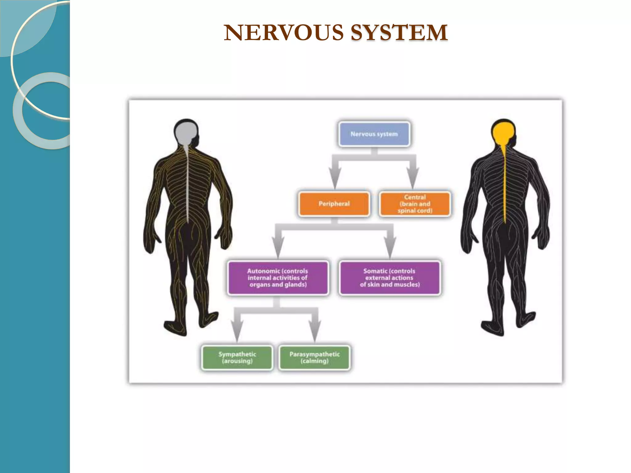 NERVOUS SYSTEM
 