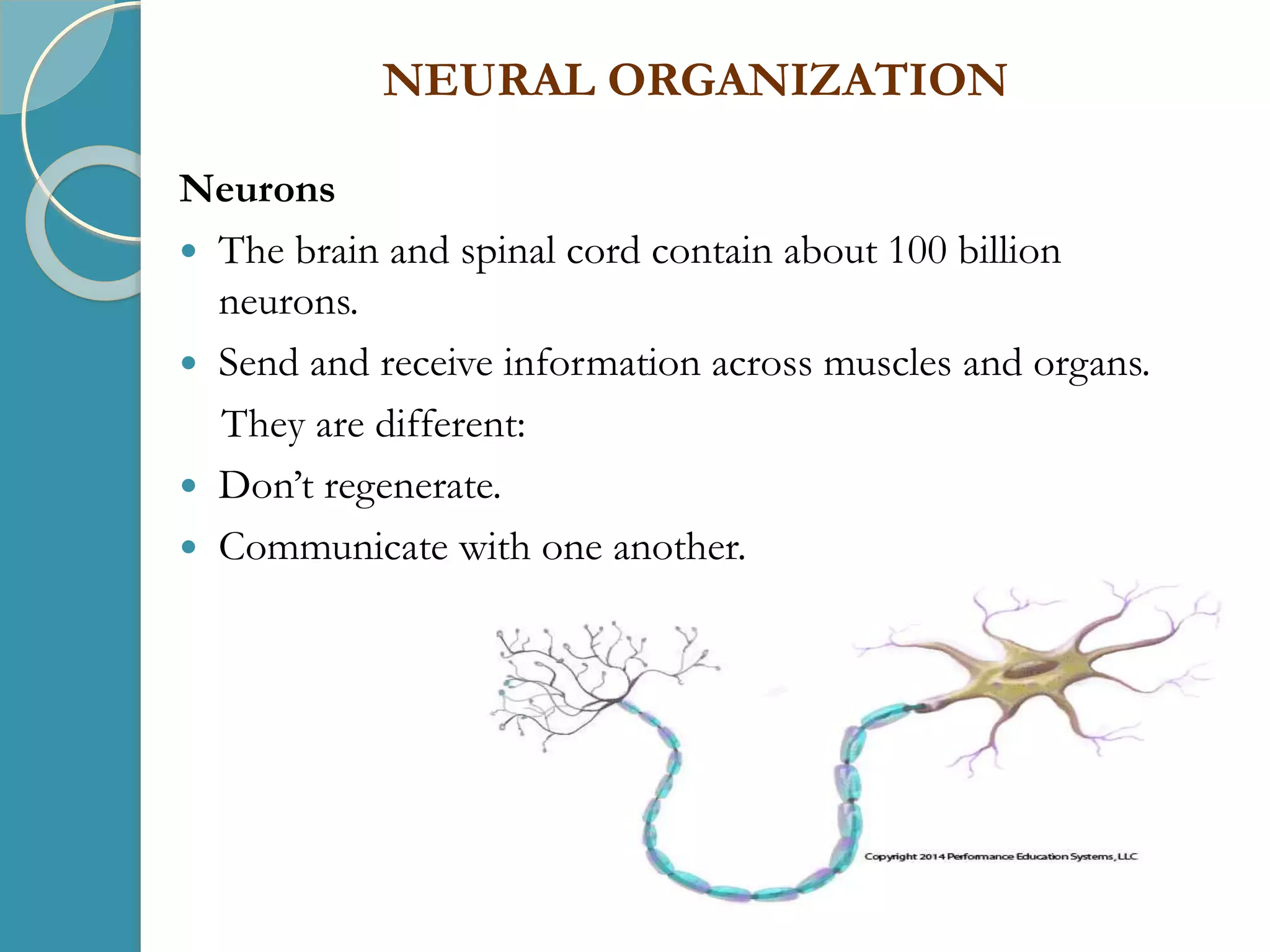 NEURAL ORGANIZATION
Neurons
 The brain and spinal cord contain about 100 billion
neurons.
 Send and receive information across muscles and organs.
They are different:
 Don’t regenerate.
 Communicate with one another.
 