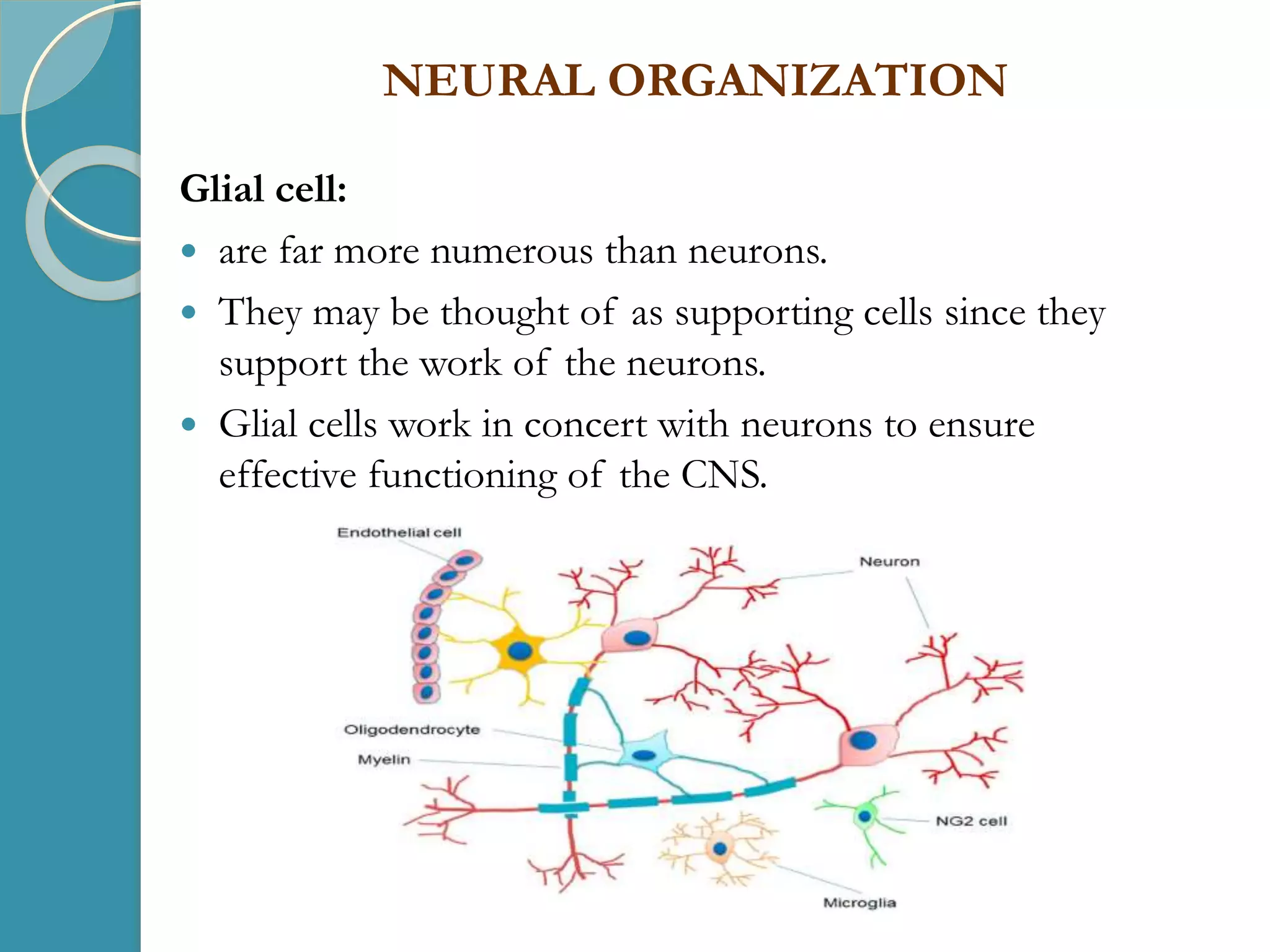 NEURAL ORGANIZATION
Glial cell:
 are far more numerous than neurons.
 They may be thought of as supporting cells since they
support the work of the neurons.
 Glial cells work in concert with neurons to ensure
effective functioning of the CNS.
 