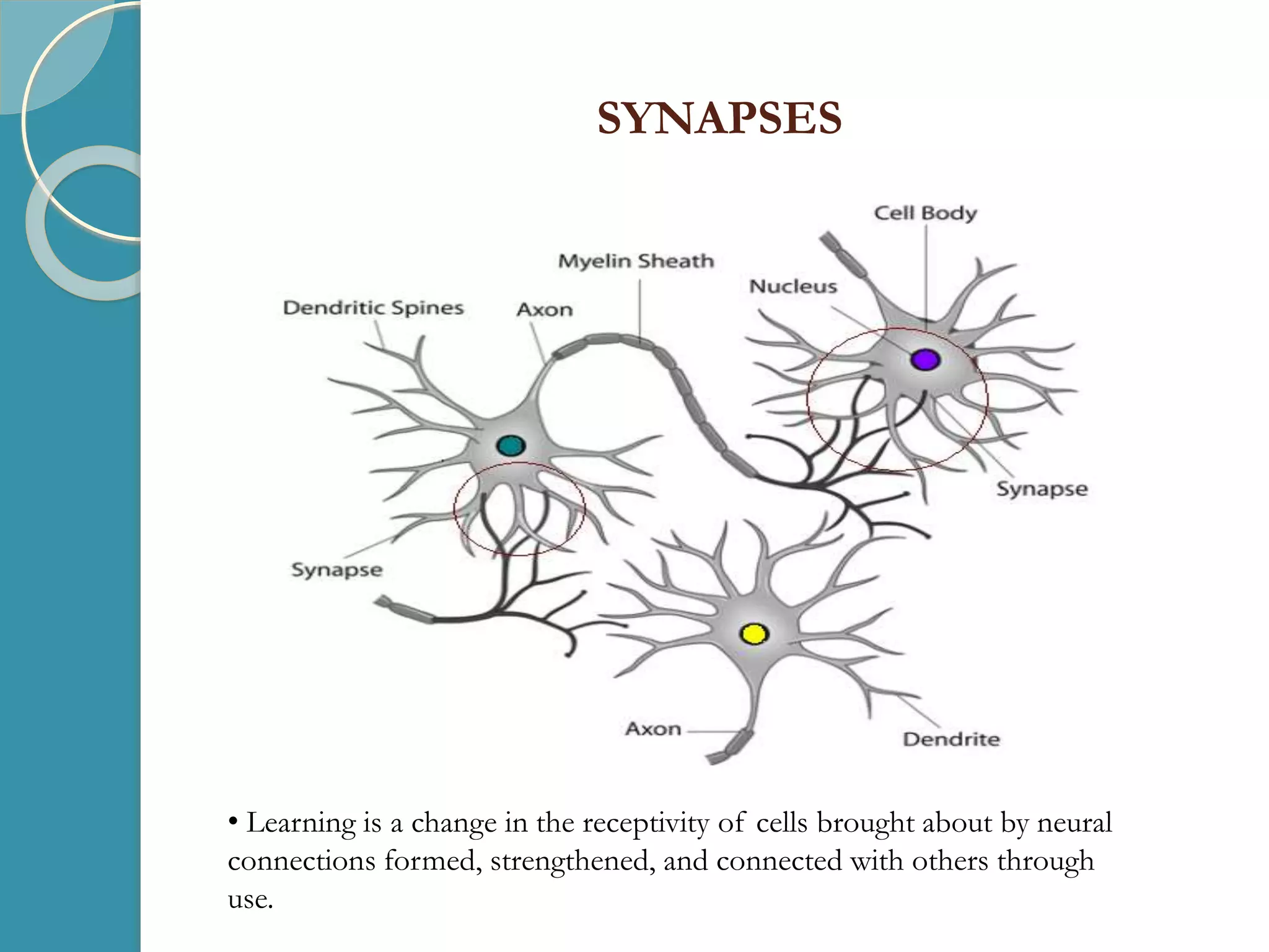 SYNAPSES
• Learning is a change in the receptivity of cells brought about by neural
connections formed, strengthened, and connected with others through
use.
 