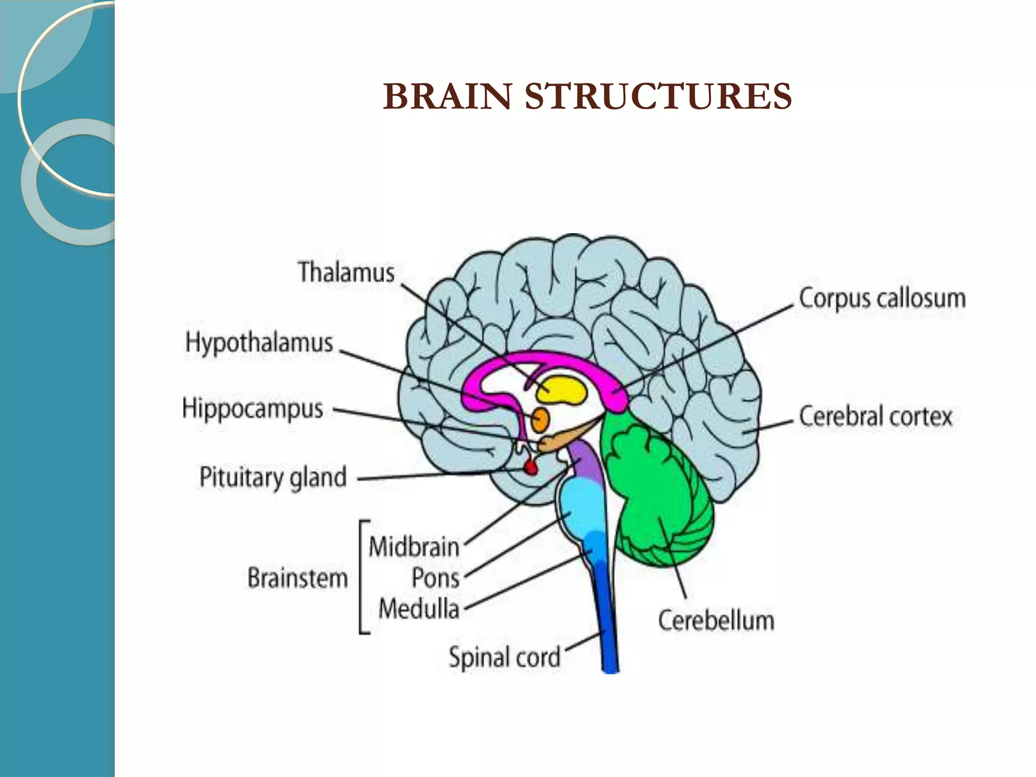 BRAIN STRUCTURES
 