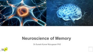 Neuroscience of Memory
Dr.Suresh Kumar Murugesan PhD
Yellow
Pond
 