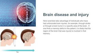 Brain disease and injury
Here scientists take advantage of individuals who have
had unfortunate brain injuries, for example, through stroke
or through a brain tumor in a specific area of the brain. If
one finds a memory deficit in the patient, it is likely that the
region of the brain that was injured is involved in that
memory.
 