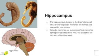 Hippocampus
● The hippocampus, located in the brain's temporal
lobe, is where episodic memories are formed and
indexed for later access.
● Episodic memories are autobiographical memories
from specific events in our lives, like the coffee we
had with a friend last week.
Yellow
Pond
 