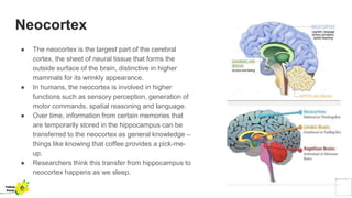 Neocortex
● The neocortex is the largest part of the cerebral
cortex, the sheet of neural tissue that forms the
outside surface of the brain, distinctive in higher
mammals for its wrinkly appearance.
● In humans, the neocortex is involved in higher
functions such as sensory perception, generation of
motor commands, spatial reasoning and language.
● Over time, information from certain memories that
are temporarily stored in the hippocampus can be
transferred to the neocortex as general knowledge –
things like knowing that coffee provides a pick-me-
up.
● Researchers think this transfer from hippocampus to
neocortex happens as we sleep.
Yellow
Pond
 
