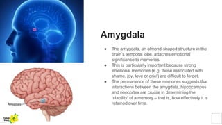 Amygdala
● The amygdala, an almond-shaped structure in the
brain’s temporal lobe, attaches emotional
significance to memories.
● This is particularly important because strong
emotional memories (e.g. those associated with
shame, joy, love or grief) are difficult to forget.
● The permanence of these memories suggests that
interactions between the amygdala, hippocampus
and neocortex are crucial in determining the
‘stability’ of a memory – that is, how effectively it is
retained over time.
Yellow
Pond
 