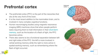 Prefrontal cortex
● The prefrontal cortex (PFC) is the part of the neocortex that
sits at the very front of the brain.
● It is the most recent addition to the mammalian brain, and is
involved in many complex cognitive functions.
● Human neuroimaging studies using magnetic resonance
imaging (MRI) machines show that when people perform
tasks requiring them to hold information in their short-term
memory, such as the location of a flash of light, the PFC
becomes active.
● There also seems to be a functional separation between left
and right sides of the PFC: the left is more involved in
verbal working memory while the right is more active in
spatial working memory, such as remembering where the
flash of light occurred.
Yellow
Pond
 