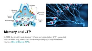 Memory and LTP
In 1966, the breakthrough discovery of long-term potentiation (LTP) suggested
that memories may be encoded in the strength of synaptic signals between
neurons (Bliss and Lømo, 1973).
 