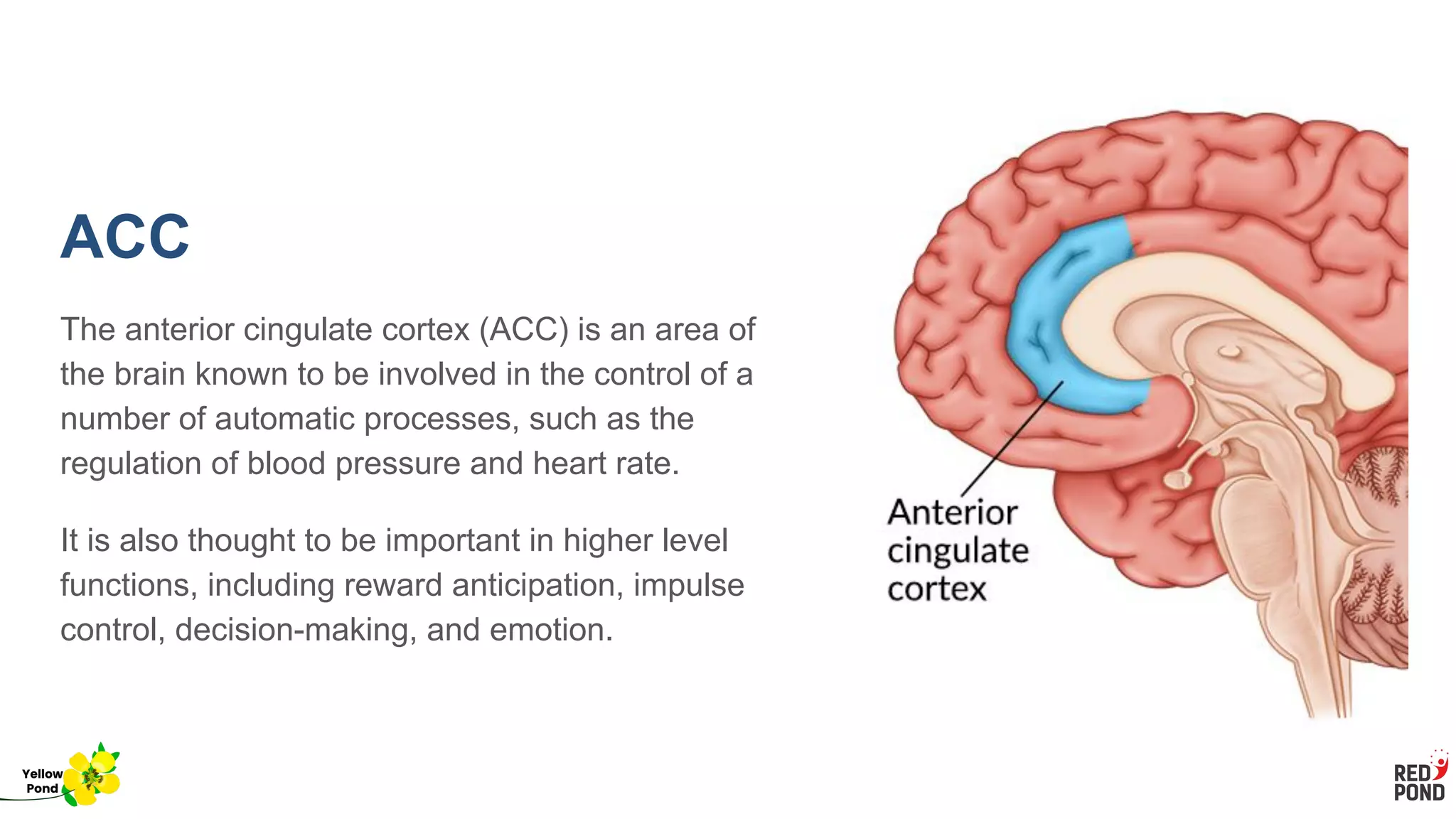 ACC
The anterior cingulate cortex (ACC) is an area of
the brain known to be involved in the control of a
number of automatic processes, such as the
regulation of blood pressure and heart rate.
It is also thought to be important in higher level
functions, including reward anticipation, impulse
control, decision-making, and emotion.
Yellow
Pond
 