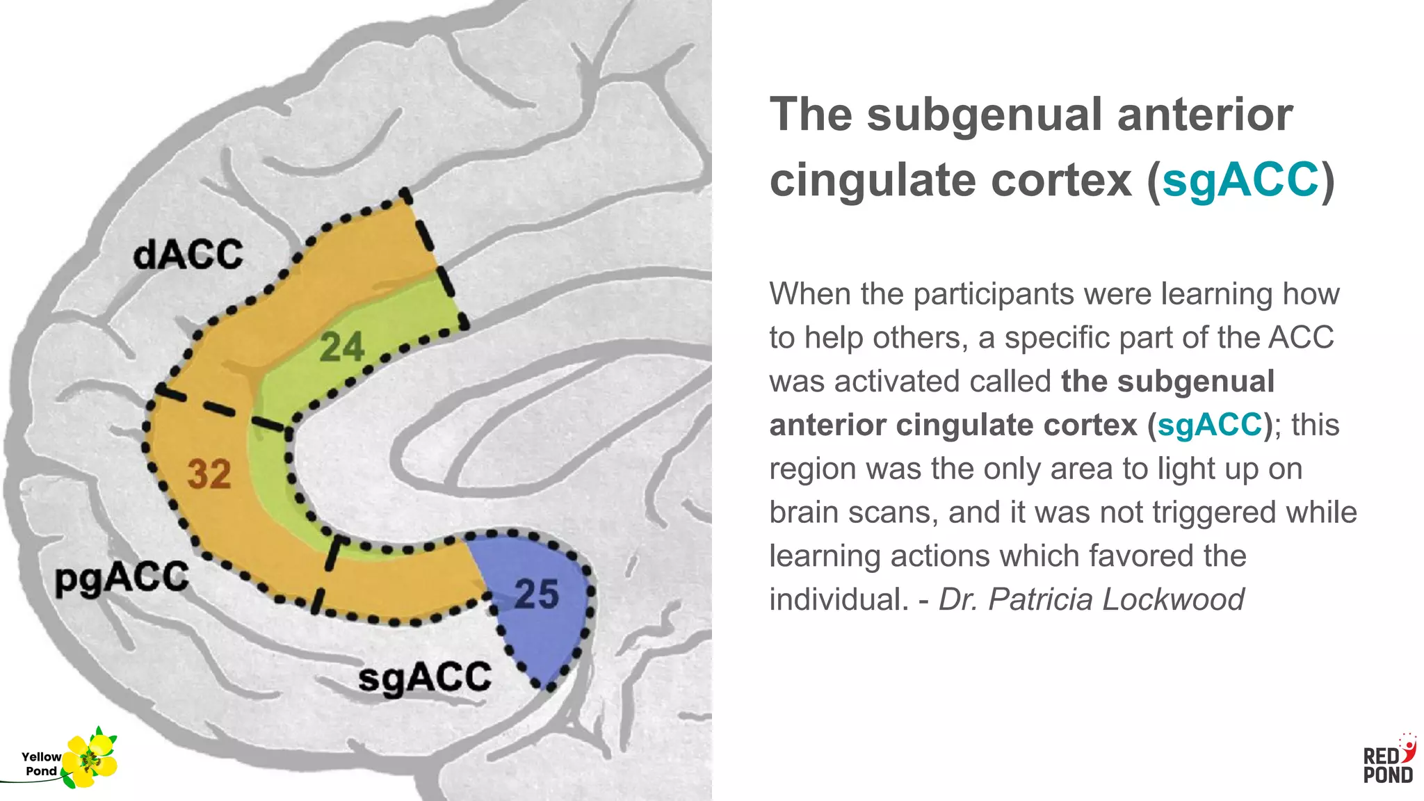 The subgenual anterior
cingulate cortex (sgACC)
When the participants were learning how
to help others, a specific part of the ACC
was activated called the subgenual
anterior cingulate cortex (sgACC); this
region was the only area to light up on
brain scans, and it was not triggered while
learning actions which favored the
individual. - Dr. Patricia Lockwood
Yellow
Pond
 