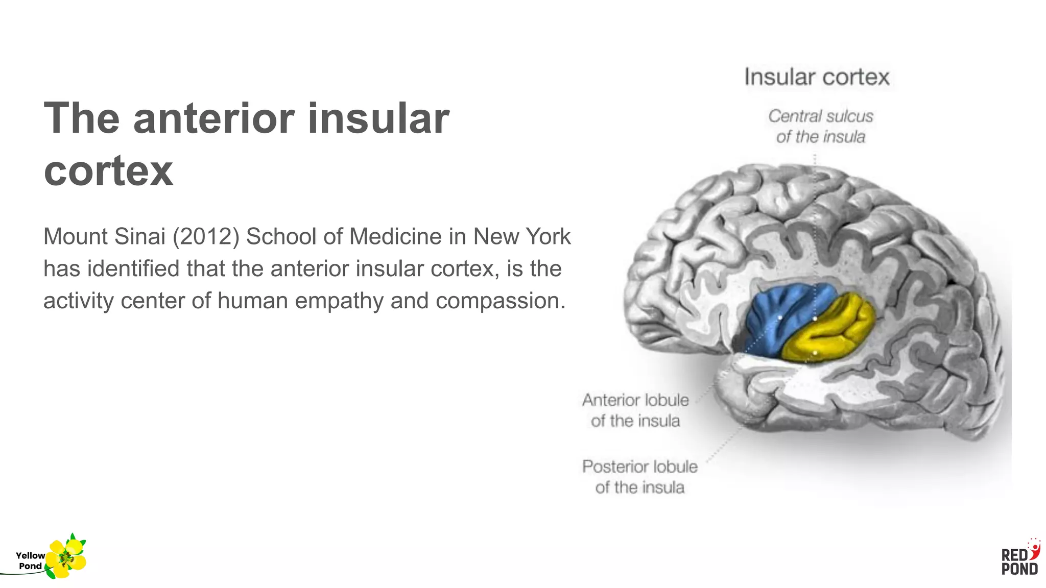 The anterior insular
cortex
Mount Sinai (2012) School of Medicine in New York
has identified that the anterior insular cortex, is the
activity center of human empathy and compassion.
Yellow
Pond
 