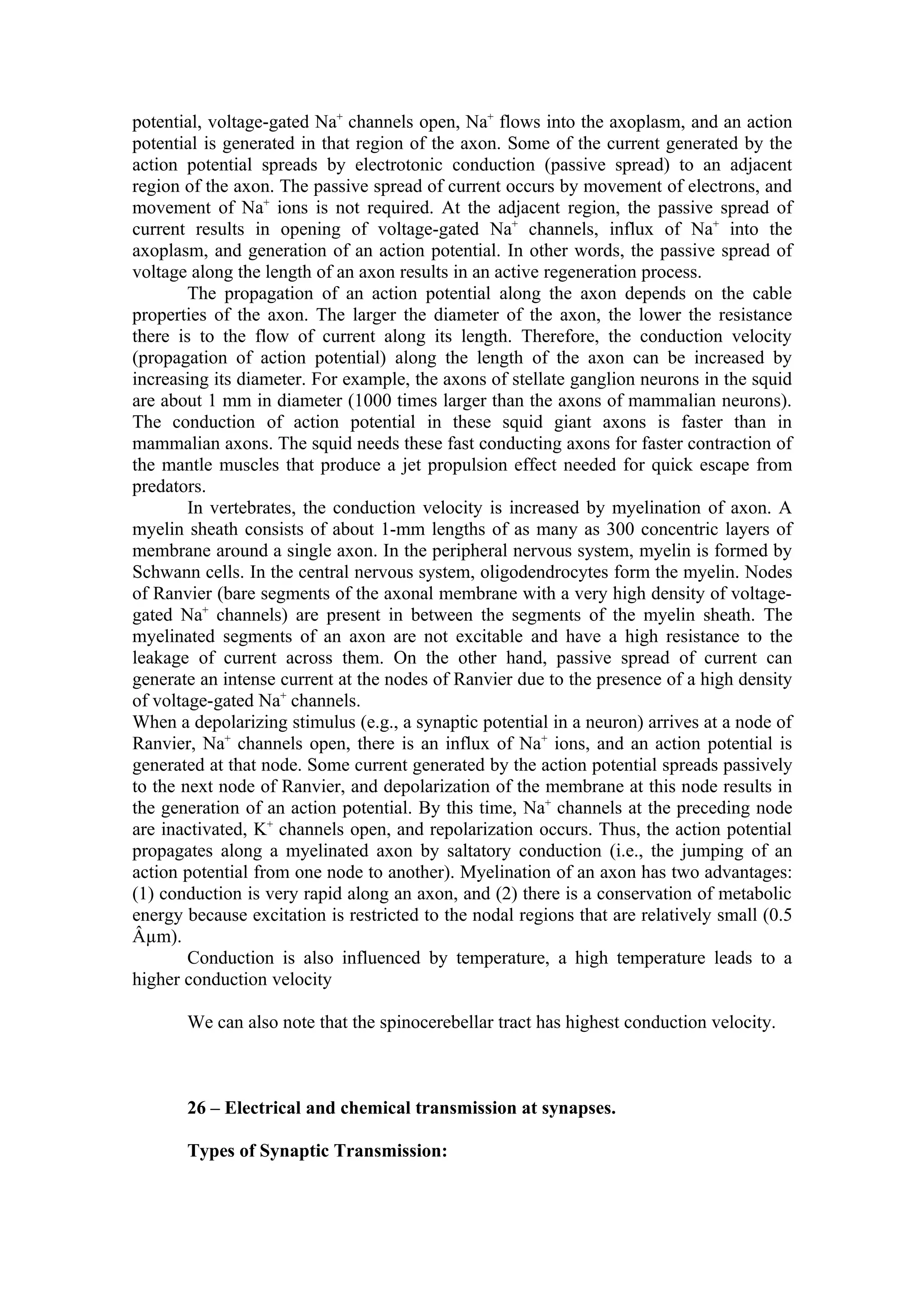 potential, voltage-gated Na+ channels open, Na+ flows into the axoplasm, and an action
potential is generated in that region of the axon. Some of the current generated by the
action potential spreads by electrotonic conduction (passive spread) to an adjacent
region of the axon. The passive spread of current occurs by movement of electrons, and
movement of Na+ ions is not required. At the adjacent region, the passive spread of
current results in opening of voltage-gated Na+ channels, influx of Na+ into the
axoplasm, and generation of an action potential. In other words, the passive spread of
voltage along the length of an axon results in an active regeneration process.
        The propagation of an action potential along the axon depends on the cable
properties of the axon. The larger the diameter of the axon, the lower the resistance
there is to the flow of current along its length. Therefore, the conduction velocity
(propagation of action potential) along the length of the axon can be increased by
increasing its diameter. For example, the axons of stellate ganglion neurons in the squid
are about 1 mm in diameter (1000 times larger than the axons of mammalian neurons).
The conduction of action potential in these squid giant axons is faster than in
mammalian axons. The squid needs these fast conducting axons for faster contraction of
the mantle muscles that produce a jet propulsion effect needed for quick escape from
predators.
        In vertebrates, the conduction velocity is increased by myelination of axon. A
myelin sheath consists of about 1-mm lengths of as many as 300 concentric layers of
membrane around a single axon. In the peripheral nervous system, myelin is formed by
Schwann cells. In the central nervous system, oligodendrocytes form the myelin. Nodes
of Ranvier (bare segments of the axonal membrane with a very high density of voltage-
gated Na+ channels) are present in between the segments of the myelin sheath. The
myelinated segments of an axon are not excitable and have a high resistance to the
leakage of current across them. On the other hand, passive spread of current can
generate an intense current at the nodes of Ranvier due to the presence of a high density
of voltage-gated Na+ channels.
When a depolarizing stimulus (e.g., a synaptic potential in a neuron) arrives at a node of
Ranvier, Na+ channels open, there is an influx of Na+ ions, and an action potential is
generated at that node. Some current generated by the action potential spreads passively
to the next node of Ranvier, and depolarization of the membrane at this node results in
the generation of an action potential. By this time, Na+ channels at the preceding node
are inactivated, K+ channels open, and repolarization occurs. Thus, the action potential
propagates along a myelinated axon by saltatory conduction (i.e., the jumping of an
action potential from one node to another). Myelination of an axon has two advantages:
(1) conduction is very rapid along an axon, and (2) there is a conservation of metabolic
energy because excitation is restricted to the nodal regions that are relatively small (0.5
Âµm).
        Conduction is also influenced by temperature, a high temperature leads to a
higher conduction velocity

       We can also note that the spinocerebellar tract has highest conduction velocity.



       26 – Electrical and chemical transmission at synapses.

       Types of Synaptic Transmission:
 