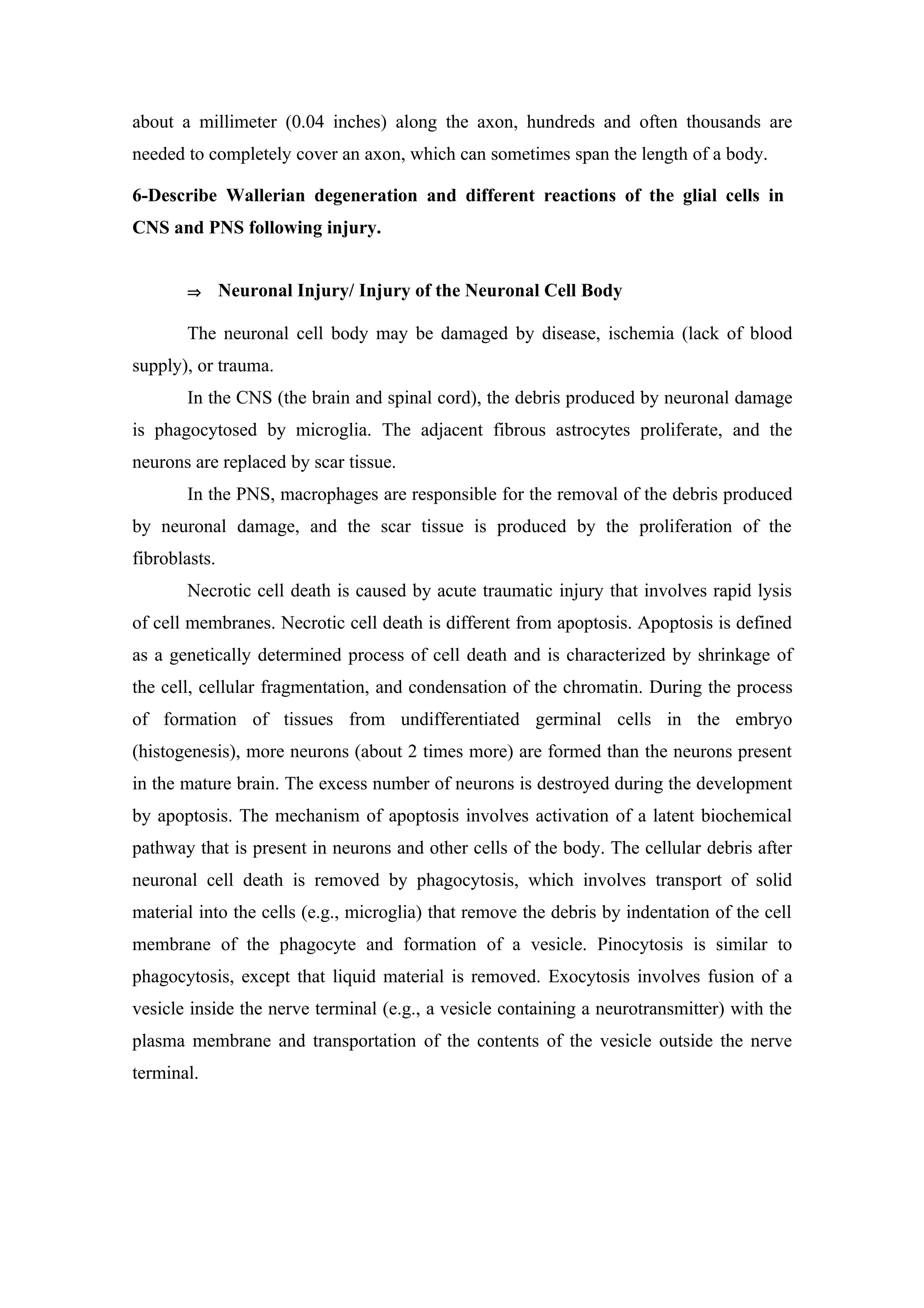about a millimeter (0.04 inches) along the axon, hundreds and often thousands are
needed to completely cover an axon, which can sometimes span the length of a body.

6-Describe Wallerian degeneration and different reactions of the glial cells in
CNS and PNS following injury.


       ⇒       Neuronal Injury/ Injury of the Neuronal Cell Body

       The neuronal cell body may be damaged by disease, ischemia (lack of blood
supply), or trauma.
       In the CNS (the brain and spinal cord), the debris produced by neuronal damage
is phagocytosed by microglia. The adjacent fibrous astrocytes proliferate, and the
neurons are replaced by scar tissue.
       In the PNS, macrophages are responsible for the removal of the debris produced
by neuronal damage, and the scar tissue is produced by the proliferation of the
fibroblasts.
       Necrotic cell death is caused by acute traumatic injury that involves rapid lysis
of cell membranes. Necrotic cell death is different from apoptosis. Apoptosis is defined
as a genetically determined process of cell death and is characterized by shrinkage of
the cell, cellular fragmentation, and condensation of the chromatin. During the process
of formation of tissues from undifferentiated germinal cells in the embryo
(histogenesis), more neurons (about 2 times more) are formed than the neurons present
in the mature brain. The excess number of neurons is destroyed during the development
by apoptosis. The mechanism of apoptosis involves activation of a latent biochemical
pathway that is present in neurons and other cells of the body. The cellular debris after
neuronal cell death is removed by phagocytosis, which involves transport of solid
material into the cells (e.g., microglia) that remove the debris by indentation of the cell
membrane of the phagocyte and formation of a vesicle. Pinocytosis is similar to
phagocytosis, except that liquid material is removed. Exocytosis involves fusion of a
vesicle inside the nerve terminal (e.g., a vesicle containing a neurotransmitter) with the
plasma membrane and transportation of the contents of the vesicle outside the nerve
terminal.
 