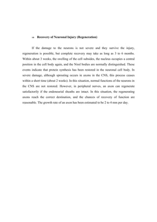 ⇒   Recovery of Neuronal Injury (Regeneration)


       If the damage to the neurons is not severe and they survive the injury,
regeneration is possible, but complete recovery may take as long as 3 to 6 months.
Within about 3 weeks, the swelling of the cell subsides, the nucleus occupies a central
position in the cell body again, and the Nissl bodies are normally distinguished. These
events indicate that protein synthesis has been restored in the neuronal cell body. In
severe damage, although sprouting occurs in axons in the CNS, this process ceases
within a short time (about 2 weeks). In this situation, normal functions of the neurons in
the CNS are not restored. However, in peripheral nerves, an axon can regenerate
satisfactorily if the endoneurial sheaths are intact. In this situation, the regenerating
axons reach the correct destination, and the chances of recovery of function are
reasonable. The growth rate of an axon has been estimated to be 2 to 4 mm per day.
 