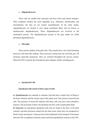 ⇒   Oligodendrocytes


       These cells are smaller than astrocytes and have fewer and shorter branches.
Their cytoplasm contains the usual organelles (e.g., ribosomes, mitochondria, and
microtubules), but they do not contain neurofilaments. In the white matter,
oligodendrocytes are located in rows along myelinated fibers and are known as
interfascicular oligodendrocytes. These oligodendrocytes are involved in the
myelination process. The oligodendrocytes present in the gray matter are called
perineural oligodendrocytes.


       ⇒   Microglia


       These are the smallest of the glial cells. They usually have a few short branching
processes with thorn-like endings. These processes arising from the cell body give off
numerous spine-like projections. They are scattered throughout the nervous system.
When the CNS is injured, the microglia become enlarged, mobile, and phagocytic.




       ⇒   Ependymal Cells


       Ependymal cells consist of three types of cells:


a) Ependymocytes are cuboidal or columnar cells that form a single layer of lining in
the brain ventricles and the central canal of the spinal cord. They possess microvilli and
cilia. The presence of microvilli indicates that these cells may have some absorptive
function. The movement of their cilia facilitates the flow of the cerebrospinal fluid.
b) Tanycytes are specialized ependymal cells that are found in the floor of the third
ventricle, and their processes extend into the brain tissue where they are juxtaposed to
blood vessels and neurons. Tanycytes have been implicated in the transport of hormones
from the CSF to capillaries of portal system and from hypothalamic neurons to the CSF.
 