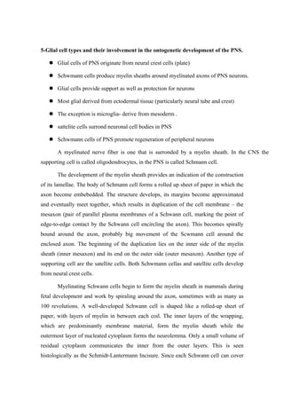 5-Glial cell types and their involvement in the ontogenetic development of the PNS.

    Glial cells of PNS originate from neural crest cells (plate)

    Schwmann cells produce myelin sheaths around myelinated axons of PNS neurons.

    Glial cells provide support as well as protection for neurons

    Most glial derived from ectodermal tissue (particularly neural tube and crest)

    The exception is microglia- derive from mesoderm .

    sattelite cells surrond neuronal cell bodies in PNS

    Schwmann cells of PNS promote regeneration of peripheral neurons

       A myelinated nerve fiber is one that is surronded by a myelin sheath. In the CNS the
supporting cell is called oligodendrocytes, in the PNS is called Schmann cell.

       The development of the myelin sheath provides an indication of the construction
of its lamellae. The body of Schmann cell forms a rolled up sheet of paper in which the
axon become embebedded. The structure develops, its margins become approximated
and eventually meet together, which results in duplication of the cell membrane – the
mesaxon (pair of parallel plasma membranes of a Schwann cell, marking the point of
edge-to-edge contact by the Schwann cell encircling the axon). This becomes spirally
bound around the axon, probably big movement of the Scwmann cell around the
enclosed axon. The beginning of the duplication lies on the inner side of the myelin
sheath (inner mesaxon) and its end on the outer side (outer mesaxon). Another type of
supporting cell are the satellite cells. Both Schwmann cellas and satellite cells develop
from neural crest cells.

       Myelinating Schwann cells begin to form the myelin sheath in mammals during
fetal development and work by spiraling around the axon, sometimes with as many as
100 revolutions. A well-developed Schwann cell is shaped like a rolled-up sheet of
paper, with layers of myelin in between each coil. The inner layers of the wrapping,
which are predominantly membrane material, form the myelin sheath while the
outermost layer of nucleated cytoplasm forms the neurolemma. Only a small volume of
residual cytoplasm communicates the inner from the outer layers. This is seen
histologically as the Schmidt-Lantermann Incisure. Since each Schwann cell can cover
 