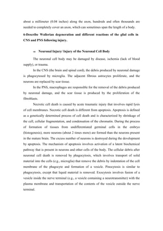 about a millimeter (0.04 inches) along the axon, hundreds and often thousands are
needed to completely cover an axon, which can sometimes span the length of a body.

6-Describe Wallerian degeneration and different reactions of the glial cells in
CNS and PNS following injury.


       ⇒       Neuronal Injury/ Injury of the Neuronal Cell Body

       The neuronal cell body may be damaged by disease, ischemia (lack of blood
supply), or trauma.
       In the CNS (the brain and spinal cord), the debris produced by neuronal damage
is phagocytosed by microglia. The adjacent fibrous astrocytes proliferate, and the
neurons are replaced by scar tissue.
       In the PNS, macrophages are responsible for the removal of the debris produced
by neuronal damage, and the scar tissue is produced by the proliferation of the
fibroblasts.
       Necrotic cell death is caused by acute traumatic injury that involves rapid lysis
of cell membranes. Necrotic cell death is different from apoptosis. Apoptosis is defined
as a genetically determined process of cell death and is characterized by shrinkage of
the cell, cellular fragmentation, and condensation of the chromatin. During the process
of formation of tissues from undifferentiated germinal cells in the embryo
(histogenesis), more neurons (about 2 times more) are formed than the neurons present
in the mature brain. The excess number of neurons is destroyed during the development
by apoptosis. The mechanism of apoptosis involves activation of a latent biochemical
pathway that is present in neurons and other cells of the body. The cellular debris after
neuronal cell death is removed by phagocytosis, which involves transport of solid
material into the cells (e.g., microglia) that remove the debris by indentation of the cell
membrane of the phagocyte and formation of a vesicle. Pinocytosis is similar to
phagocytosis, except that liquid material is removed. Exocytosis involves fusion of a
vesicle inside the nerve terminal (e.g., a vesicle containing a neurotransmitter) with the
plasma membrane and transportation of the contents of the vesicle outside the nerve
terminal.
 