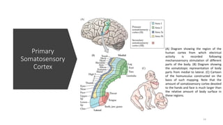 Neuroscience the somatosensory system | PPTX