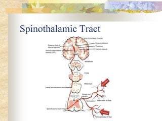 Spinothalamic Tract
 