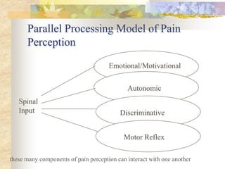 Anatomy of Pain
■ Primary systems for
pain perception
■ Receptors - nociceptors
■ C fibers
■ A delta
■ Polymodal
nocicepto...