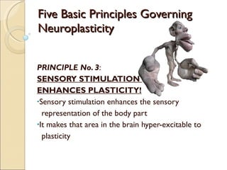 Five Basic Principles Governing Neuroplasticity PRINCIPLE No. 3 : SENSORY STIMULATION  ENHANCES PLASTICITY! Sensory stimulation enhances the sensory  representation of the body part  It makes that area in the brain hyper-excitable to  plasticity 