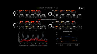 Functional Ultrasound (fUS) Imaging in the Brain of Awake Behaving Mice ...