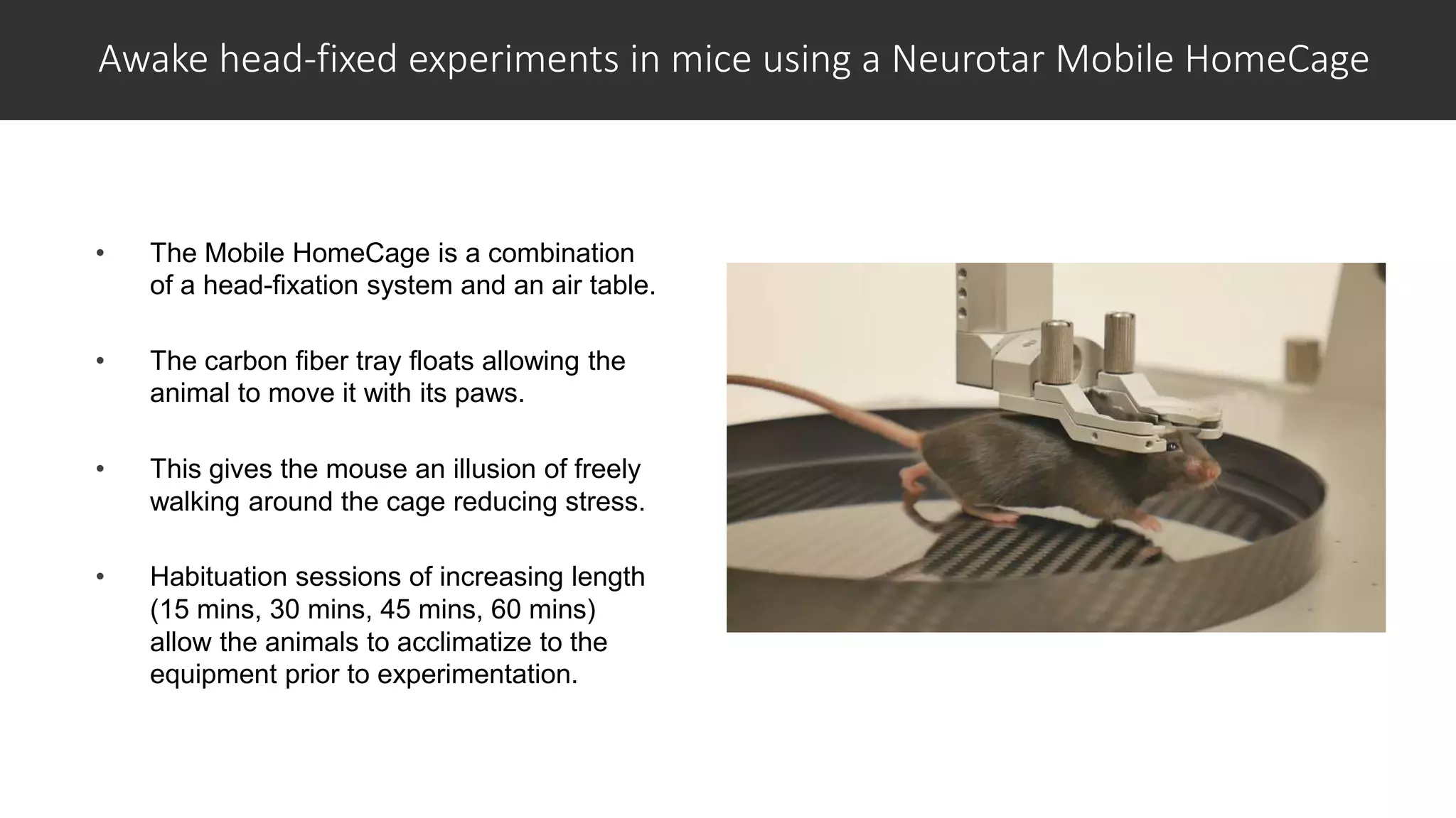Studying Epilepsy in Awake Head-Fixed Mice Using Microscopy ...