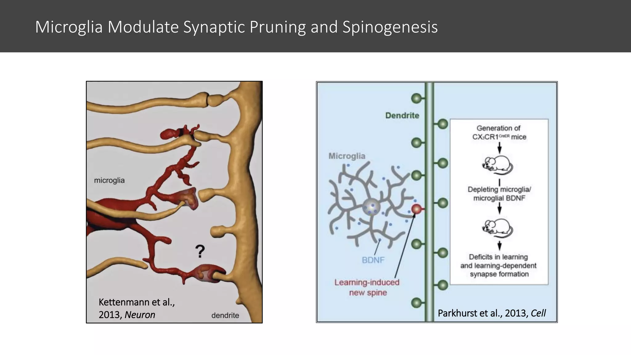 Single-Cell Electrophysiology and 2-Photon Imaging in Awake Mice with ...