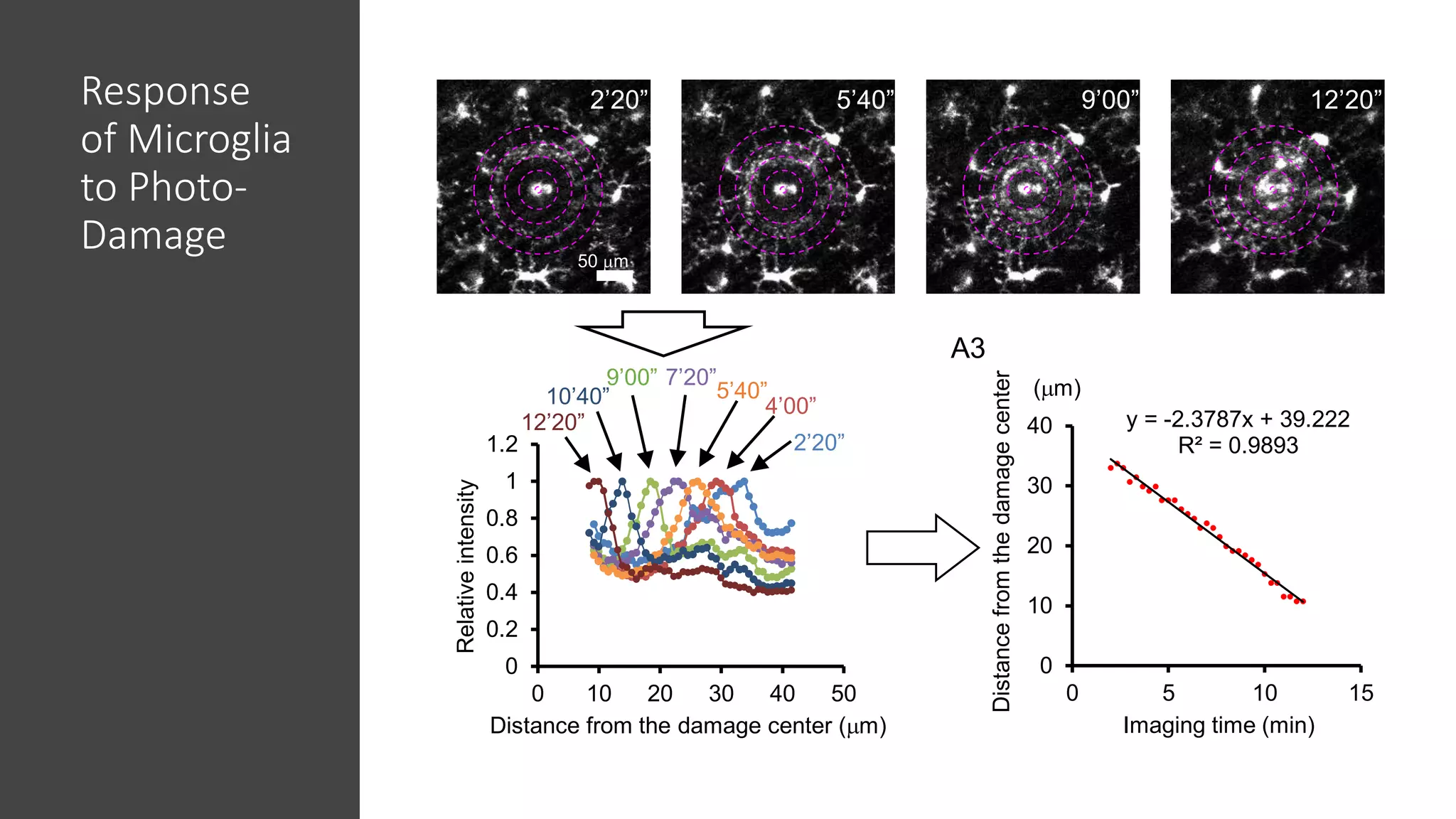 Single-Cell Electrophysiology and 2-Photon Imaging in Awake Mice with ...