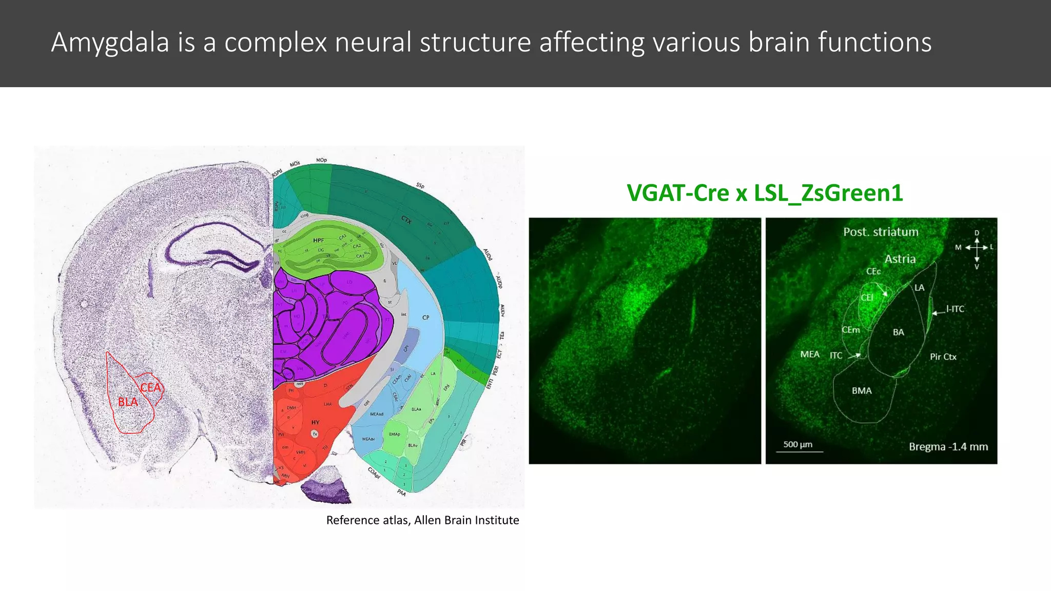 Single-Cell Electrophysiology and 2-Photon Imaging in Awake Mice with ...