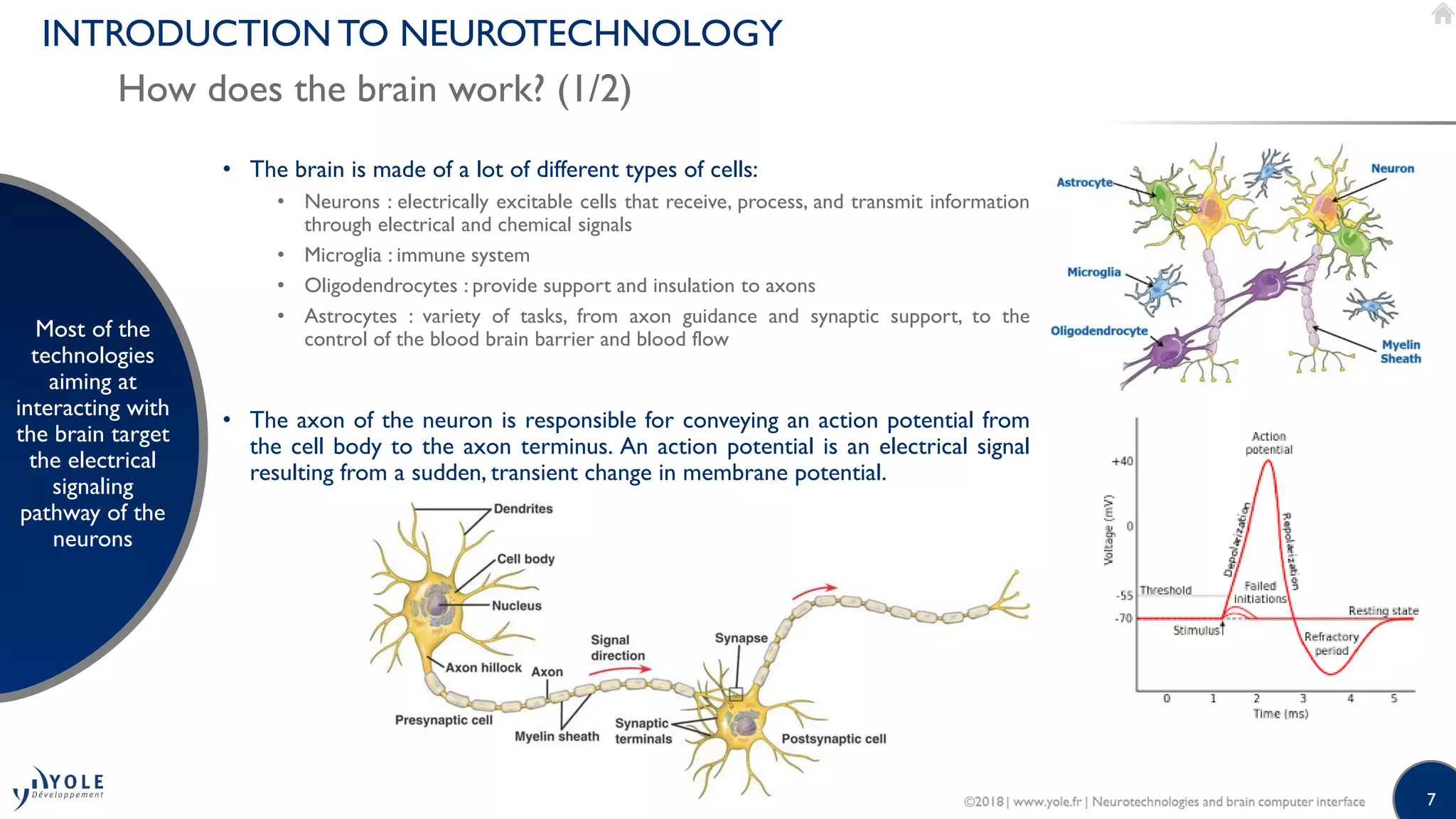 7
INTRODUCTION TO NEUROTECHNOLOGY
How does the brain work? (1/2)
Most of the
technologies
aiming at
interacting with
the brain target
the electrical
signaling
pathway of the
neurons
• The brain is made of a lot of different types of cells:
• Neurons : electrically excitable cells that receive, process, and transmit information
through electrical and chemical signals
• Microglia : immune system
• Oligodendrocytes : provide support and insulation to axons
• Astrocytes : variety of tasks, from axon guidance and synaptic support, to the
control of the blood brain barrier and blood flow
• The axon of the neuron is responsible for conveying an action potential from
the cell body to the axon terminus. An action potential is an electrical signal
resulting from a sudden, transient change in membrane potential.
 