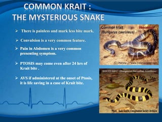  There is painless and mark less bite mark.
 Pain in Abdomen is a very common
presenting symptom.
 There is painless and mark less bite mark.
 Convulsion is a very common feature.
 Pain in Abdomen is a very common
presenting symptom.
 PTOSIS may come even after 24 hrs of
Krait bite .
 AVS if administered at the onset of Ptosis,
it is life saving in a case of Krait bite.
 There is painless and mark less bite mark.
 Convulsion is a very common feature.
 Pain in Abdomen is a very common
presenting symptom.
 PTOSIS may come even after 24 hrs of
Krait bite .
 AVS if administered at the onset of Ptosis,
it is life saving in a case of Krait bite.
 