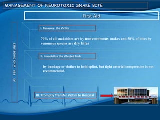 70% of all snakebites are by nonvenomous snakes and 50% of bites by
venomous species are dry bites
MANAGEMENT OF NEUROTOXIC SNAKE BITE
First Aid
I. Reassure the Victim
ASPERWHOGUIDELINES
by bandage or clothes to hold splint, but tight arterial compression is not
recommended.
II. Immobilize the affected limb
III. Promptly Transfer Victim to Hospital
 