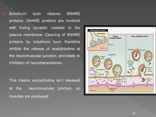  Botulinum toxin cleaves SNARE
proteins. SNARE proteins are involved
with fusing synaptic vesicles to the
plasma membrane...