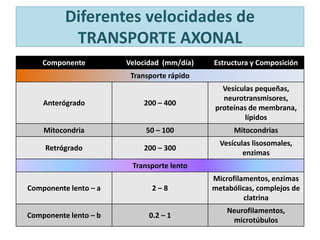 Componente Velocidad (mm/día) Estructura y Composición
Transporte rápido
Anterógrado 200 – 400
Vesículas pequeñas,
neurotransmisores,
proteínas de membrana,
lípidos
Mitocondria 50 – 100 Mitocondrias
Retrógrado 200 – 300
Vesículas lisosomales,
enzimas
Transporte lento
Componente lento – a 2 – 8
Microfilamentos, enzimas
metabólicas, complejos de
clatrina
Componente lento – b 0.2 – 1
Neurofilamentos,
microtúbulos
Diferentes velocidades de
TRANSPORTE AXONAL
 