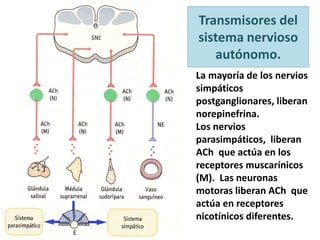 Transmisores del
sistema nervioso
autónomo.
La mayoría de los nervios
simpáticos
postganglionares, liberan
norepinefrina.
Los nervios
parasimpáticos, liberan
ACh que actúa en los
receptores muscarínicos
(M). Las neuronas
motoras liberan ACh que
actúa en receptores
nicotínicos diferentes.
 