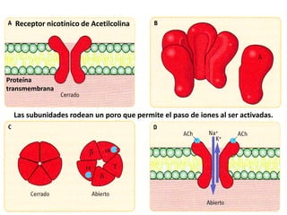 Receptor nicotínico de Acetilcolina
Proteína
transmembrana
Las subunidades rodean un poro que permite el paso de iones al ser activadas.
 